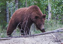 Ursus arctos